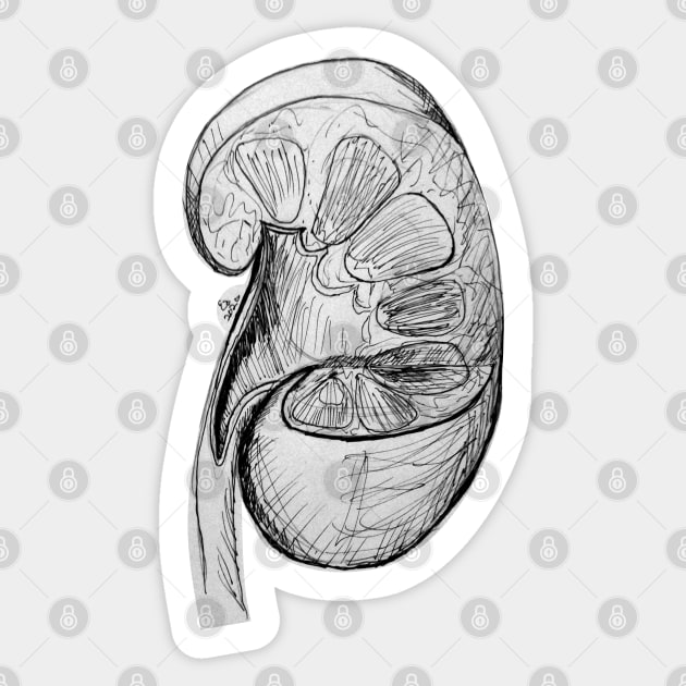 Pen and Ink Kidney Illustration/Sketch Sticker by emadamsinc